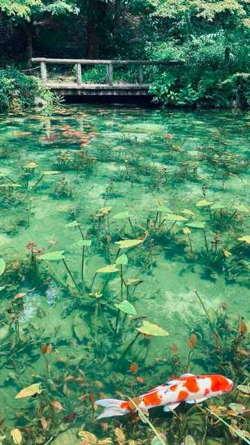 モネの池（岐阜）
