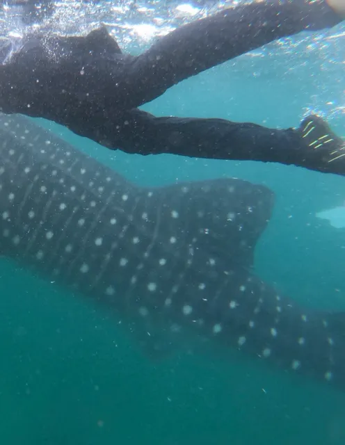 ジンベエザメと泳ぐ（セブ島）