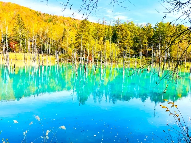 青い池を見に行く（北海道）