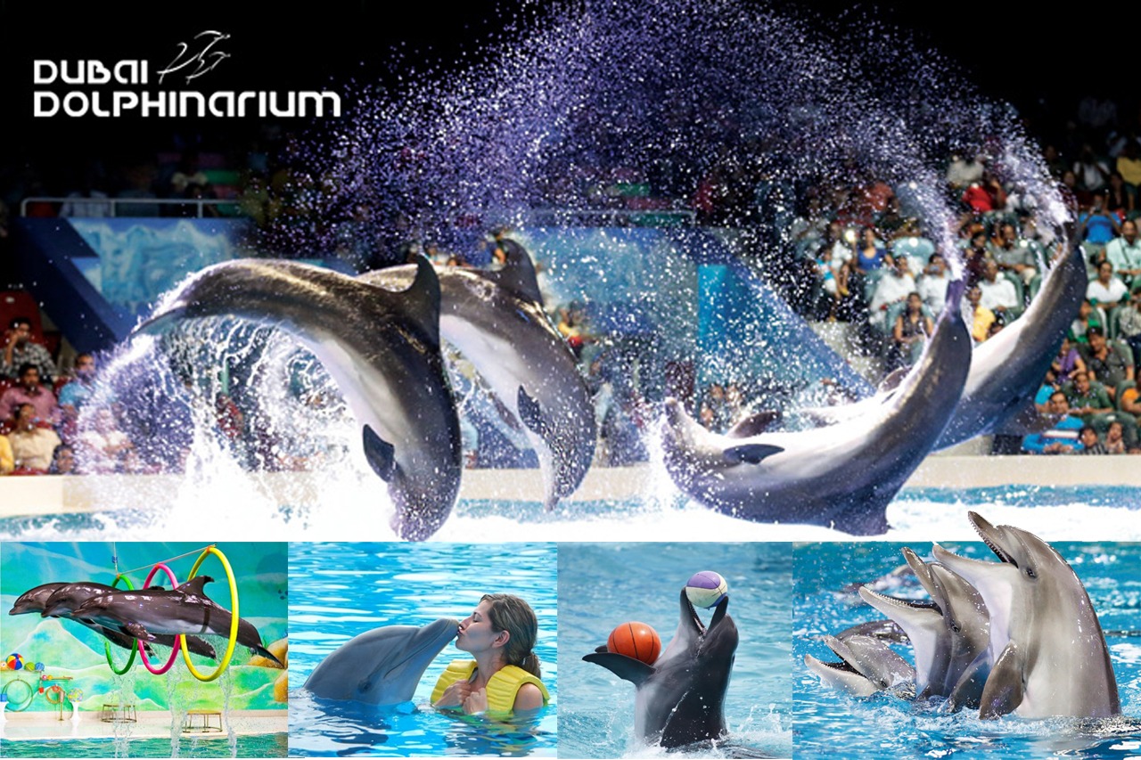 Dolphin Show Dubai Dolphinarium