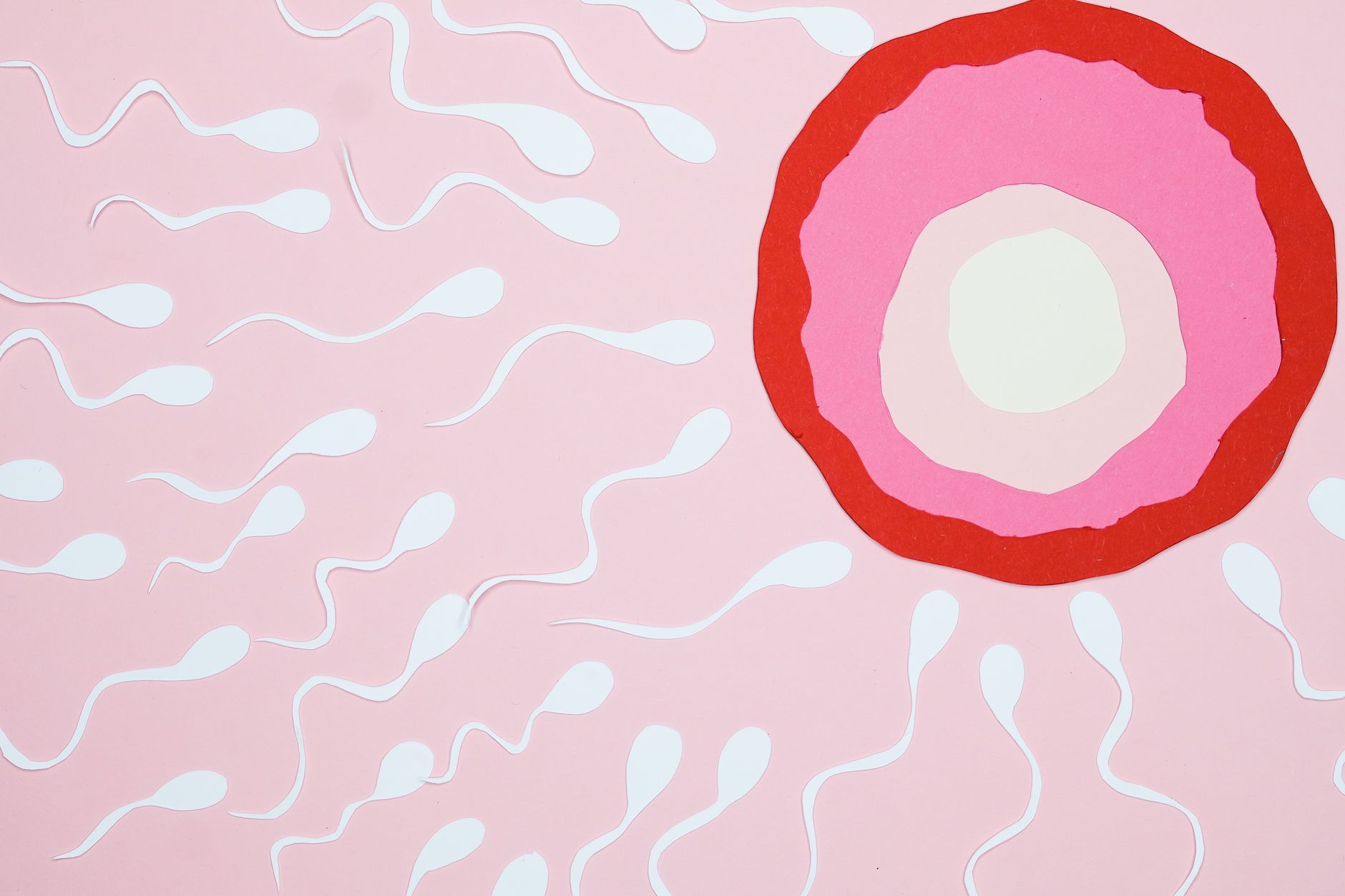 9 Weeks Pregnant Baby Size: How Big Is Your Baby?