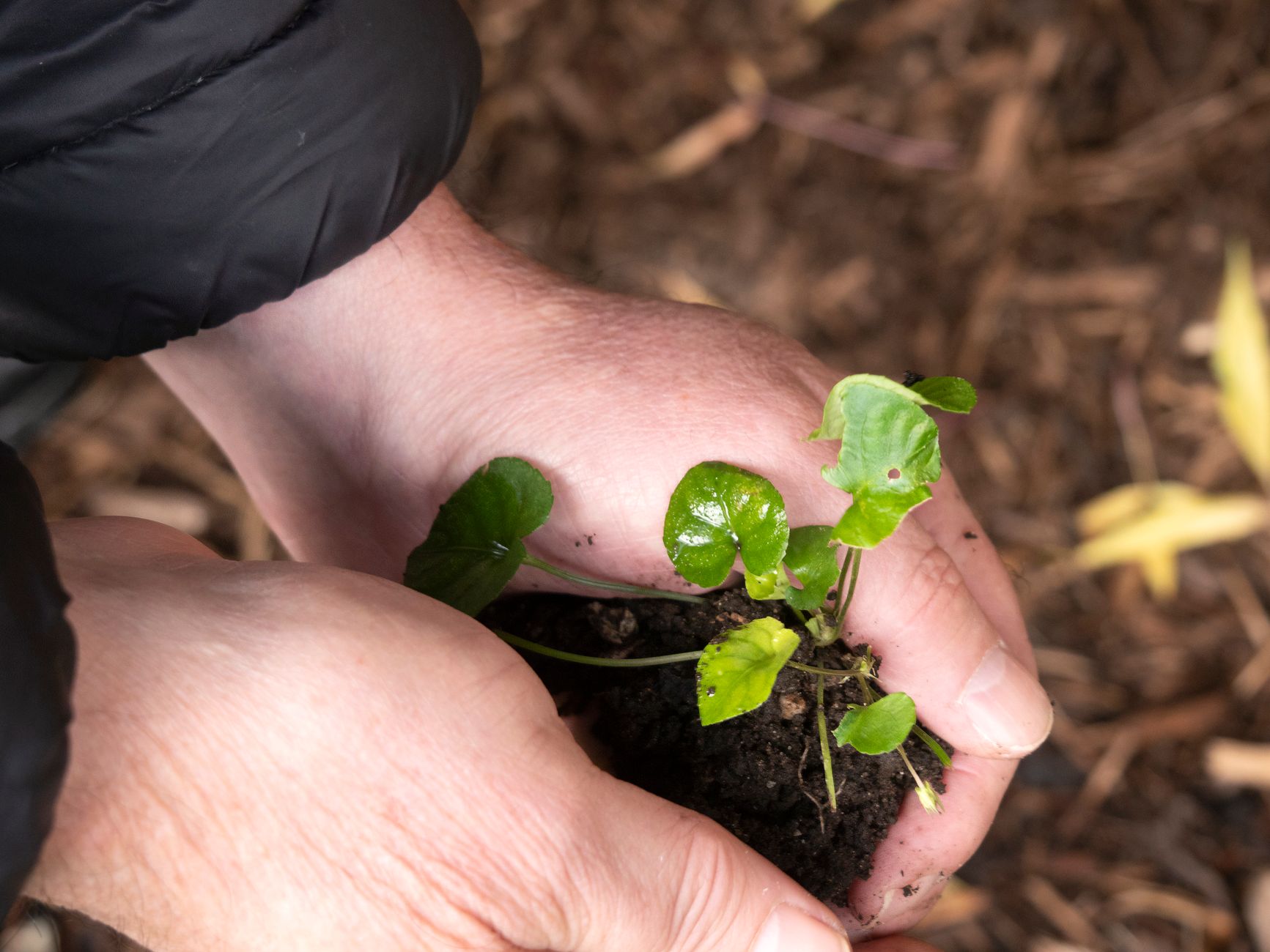 Hands holding a small plant