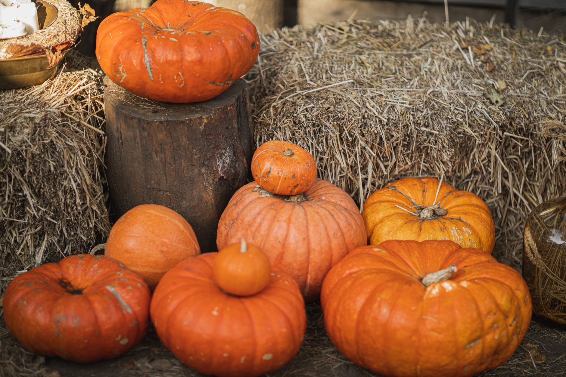 A cozy pumpkin patch with families walking among pumpkins, offering a low‑stress alternative to haunted houses for pregnant women during the fall season
