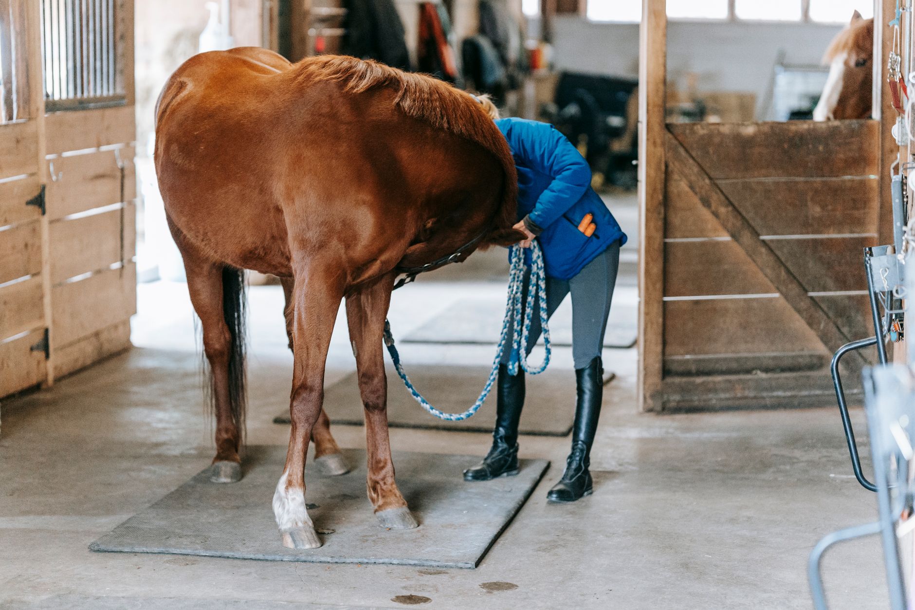 Is Horse Stables Safe During Pregnancy? What You Need to Know