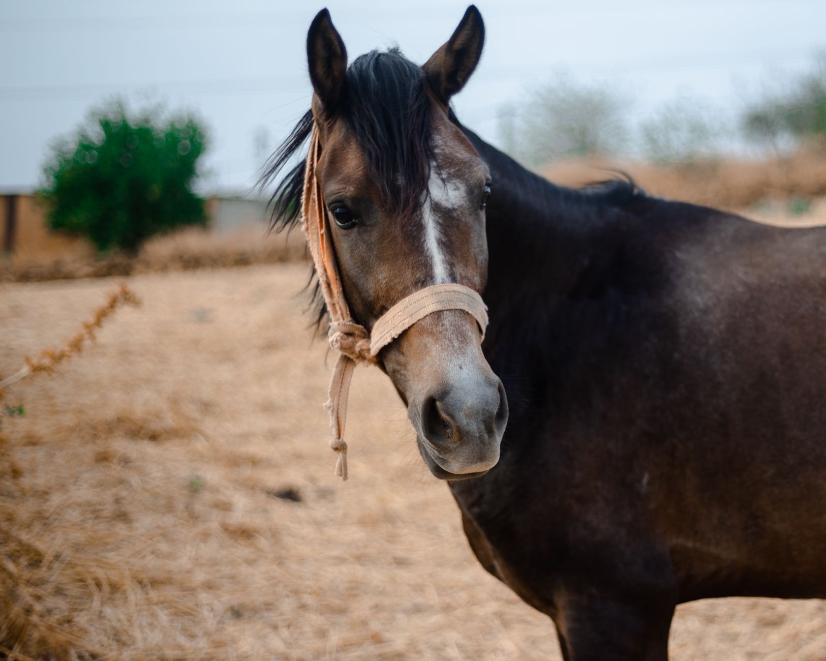 Is Horseback Riding Safe During Pregnancy? Risks, Benefits & Guidelines