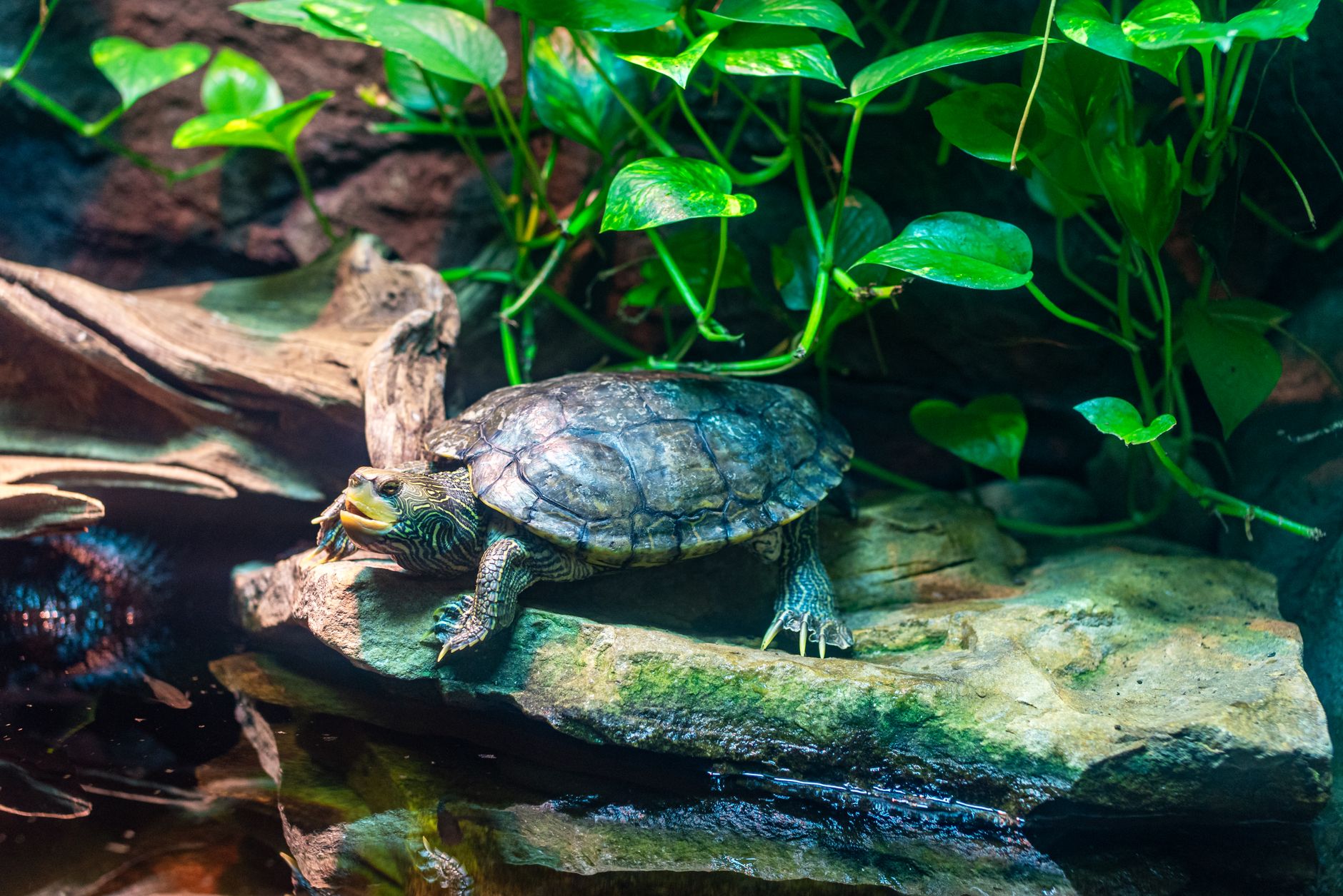 a bioactive reptile tank with live plants and a clean substrate layer