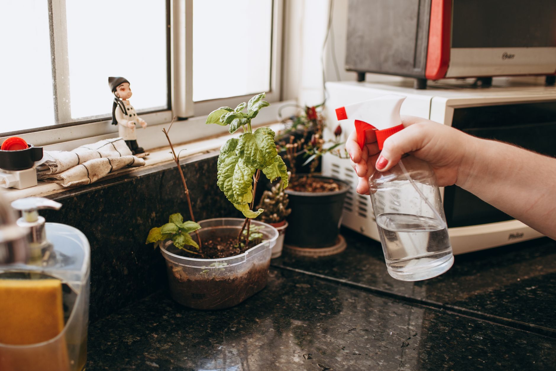 Distilled water gallon and nursery water bottles on a kitchen counter