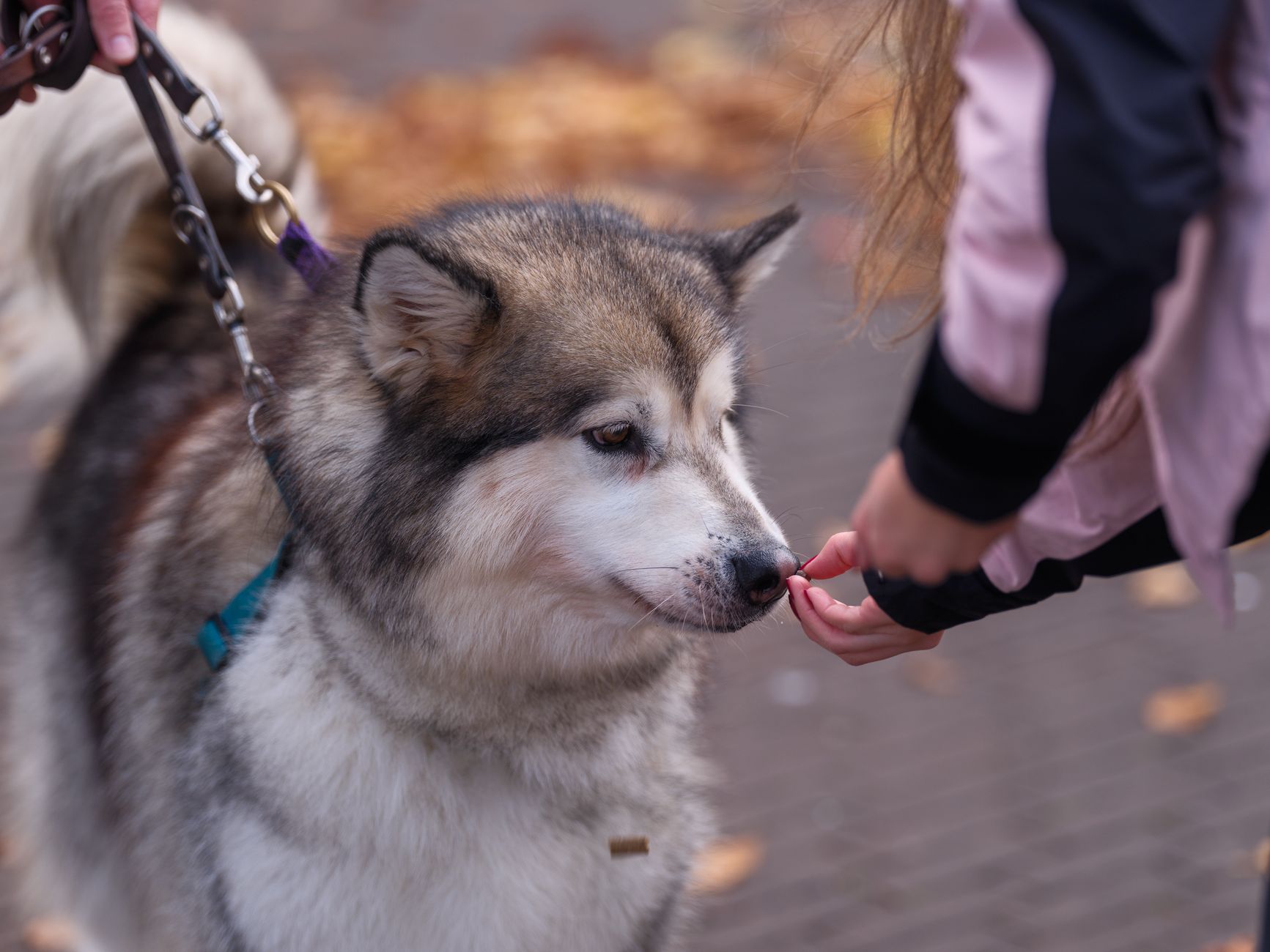 A hand giving a treat to a dog that is sitting calmly, with a baby gate in the blurred background.
