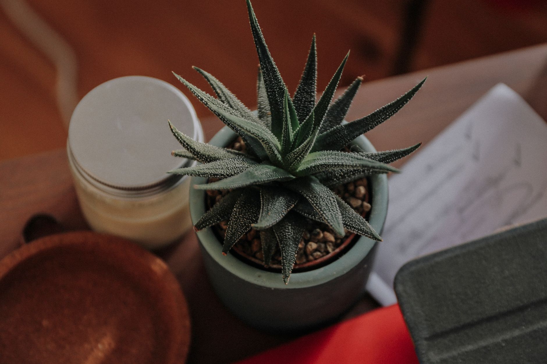 A soft‑focused photograph of a pregnant woman’s hands resting on a growing potted succulent, symbolizing nurturing growth and patience
