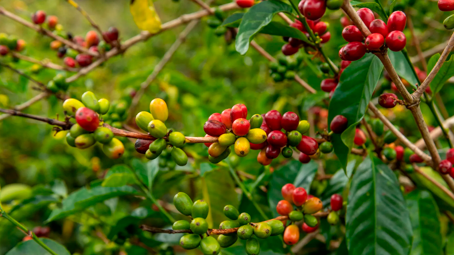 La Cosecha brings the world’s most valued coffee to FITUR 2026