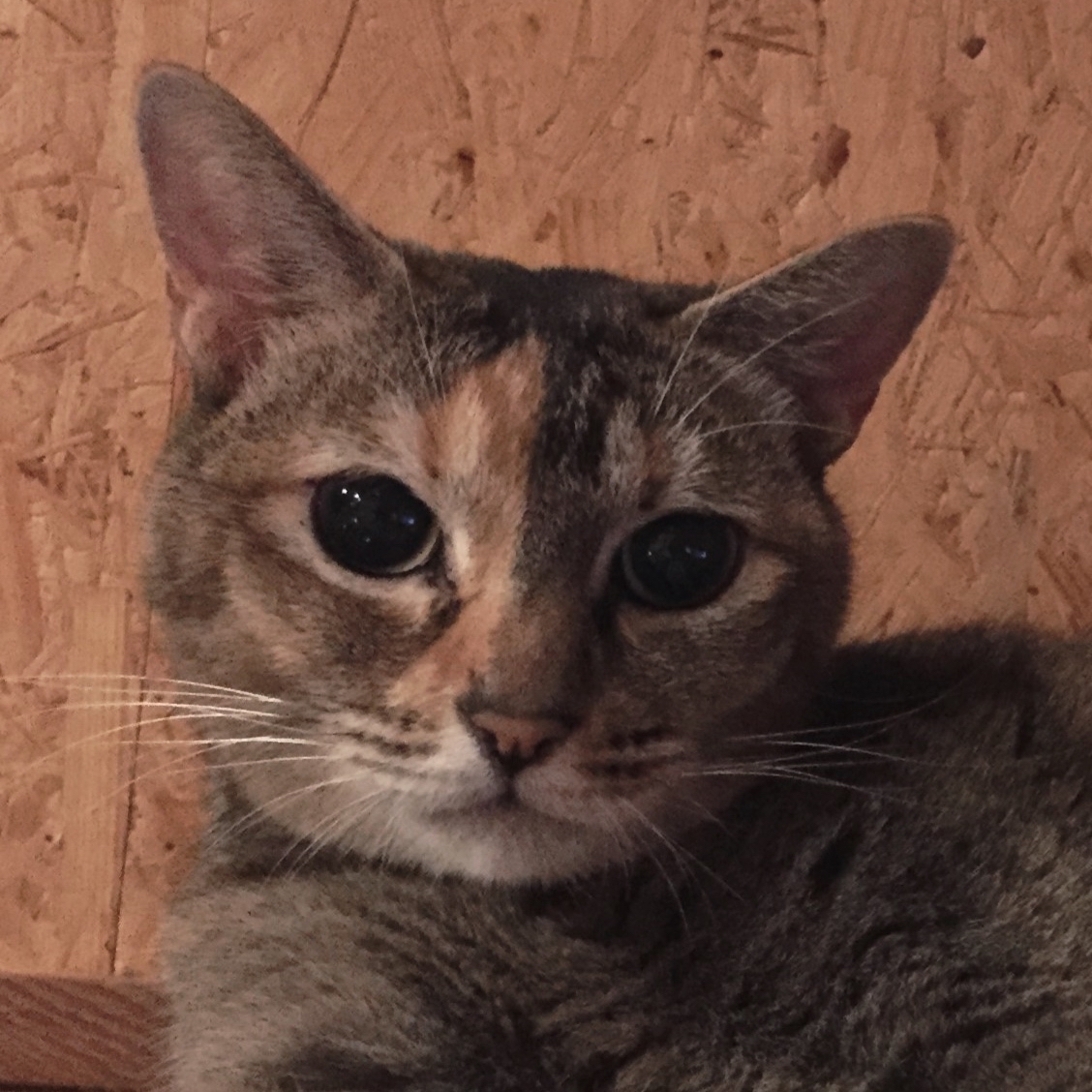 オーニャーのプロフィール画像