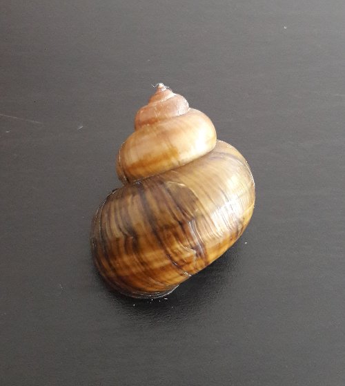 Snail shell for decoration to give away
