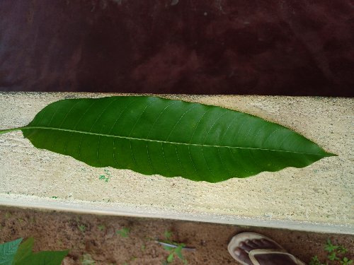 Dried Mango leaves available 100 leaves $50/ anyone interested pls