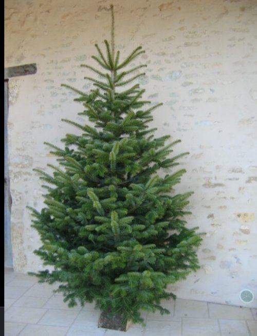 C'est bientôt Noël. Plus de soucis à vous faire en