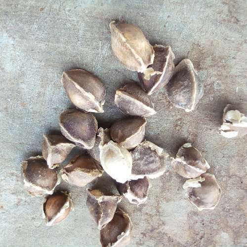 Moringa est un produit qu'on peut transformer en beaucoup produit