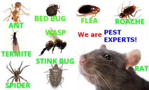We are expert in fumigation and pest control we provide