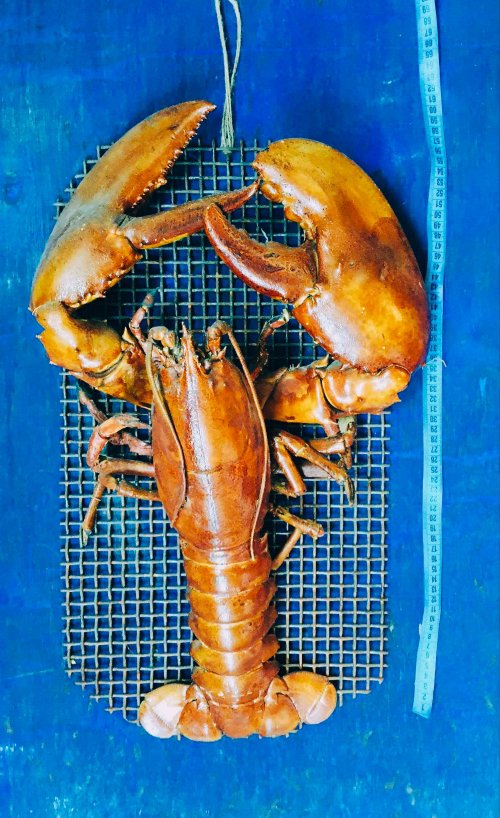 For sale. Lobster stuffed animals. For advertising panel, souvenir, shop