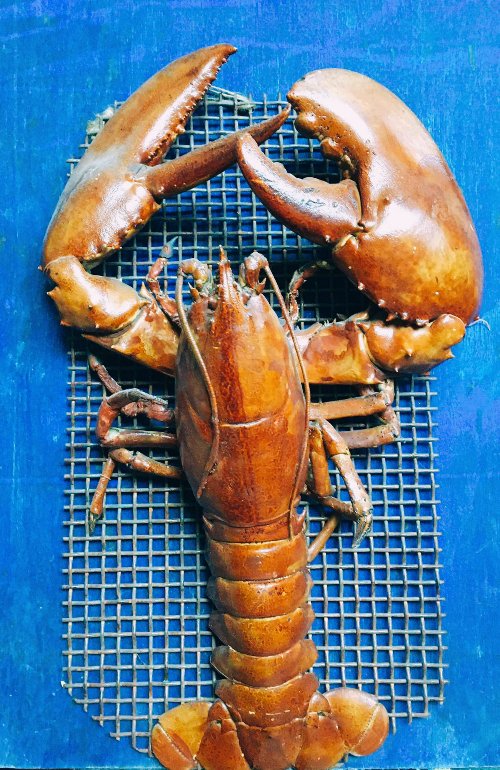 For sale. Lobster stuffed animals. For advertising panel, souvenir, shop