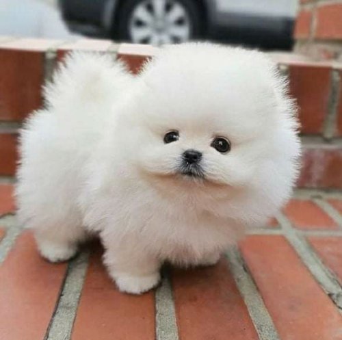 Pomeranian puppies Male and female for adoption WhatsApp: +19513504465
