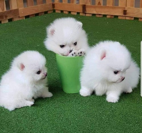 Pomeranian puppies Male and female for adoption WhatsApp: +19513504465