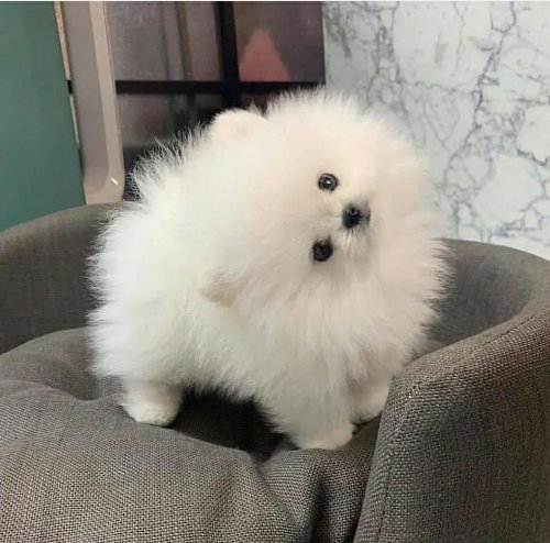 Pomeranian puppies Male and female for adoption WhatsApp: +19513504465