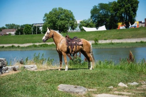 RaceMissouri Fox Trotter TypeSang-chaud SexeJument Âge11 Ans Taille au garrot155