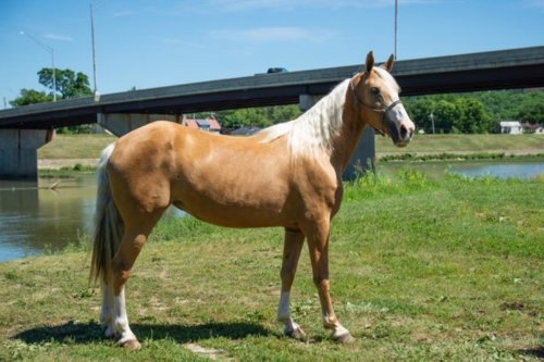 RaceMissouri Fox Trotter TypeSang-chaud SexeJument Âge11 Ans Taille au garrot155