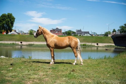 RaceMissouri Fox Trotter TypeSang-chaud SexeJument Âge11 Ans Taille au garrot155