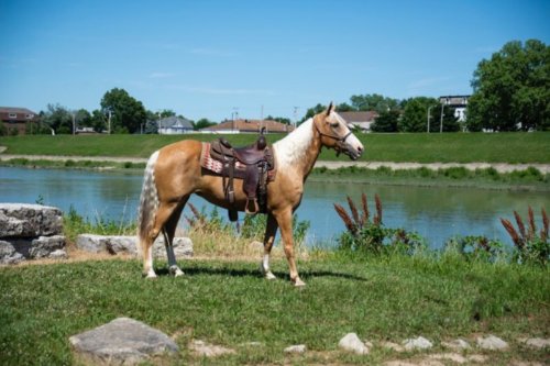 RaceMissouri Fox Trotter TypeSang-chaud SexeJument Âge11 Ans Taille au garrot155
