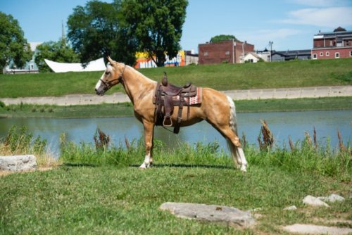 RaceMissouri Fox Trotter TypeSang-chaud SexeJument Âge11 Ans Taille au garrot155