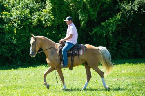 RaceMissouri Fox Trotter TypeSang-chaud SexeJument Âge11 Ans Taille au garrot155