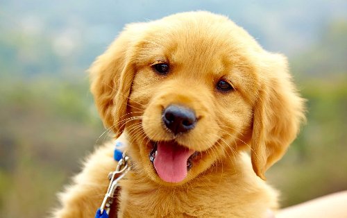 Cheap and negotiable dogs with free delivery and insurance documents