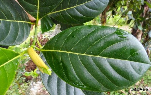 Jack fruit leaf