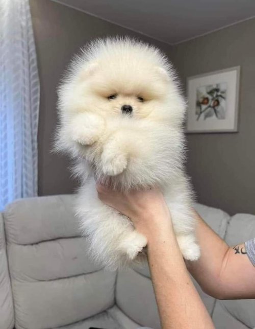 Iphone XR $800 The white puppy is $470 While the