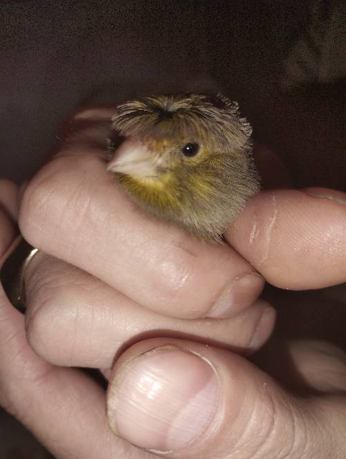 Canaris huper de couleur vert en très très bonne santé
