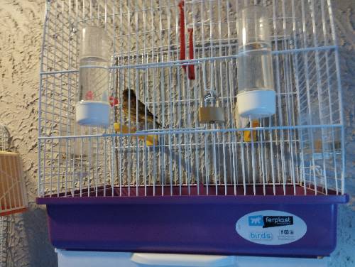Canaris huper de couleur vert en très très bonne santé