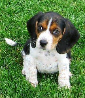 Quality American foxhound