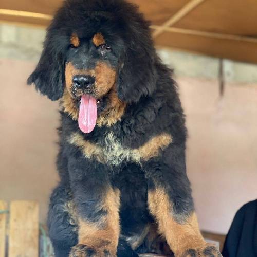 Quality Tibetan mastiff