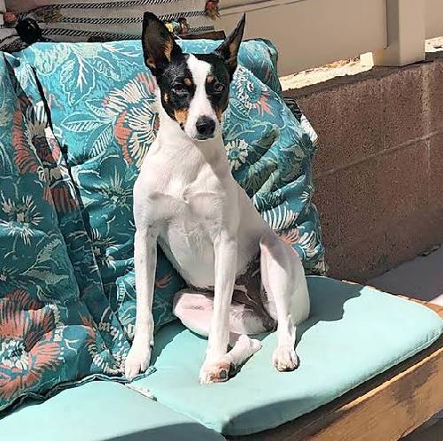 Solid Jack Russell terrier