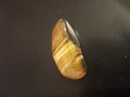 Tiger eye crystal
