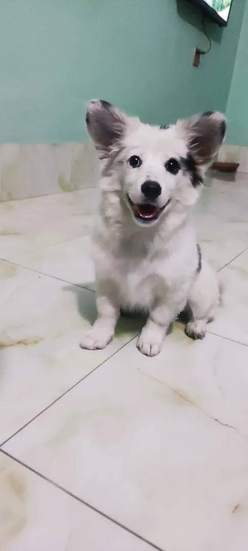 german spitz female 3 months age very good dog onek