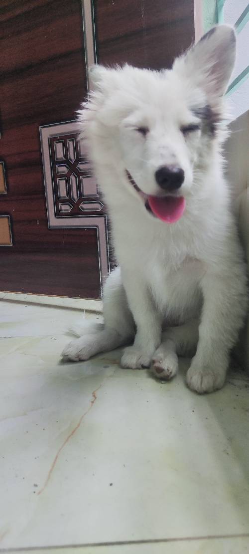 german spitz female 3 months age very good dog onek