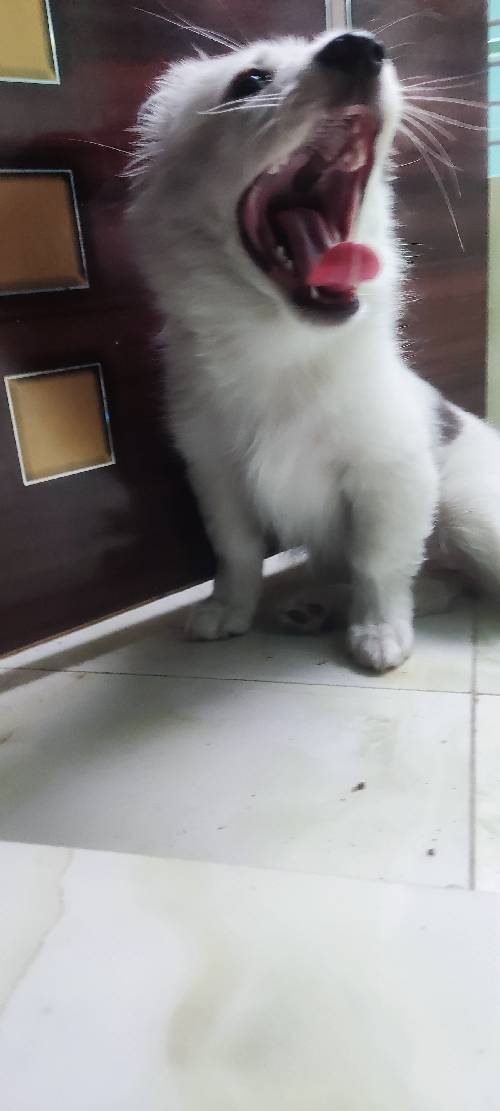german spitz female 3 months age very good dog onek