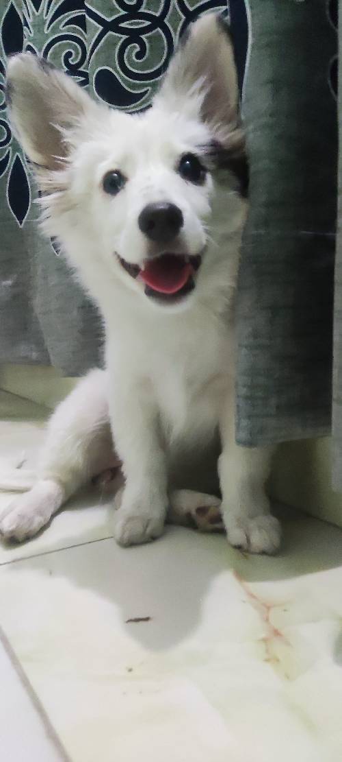 german spitz female 3 months age very good dog onek