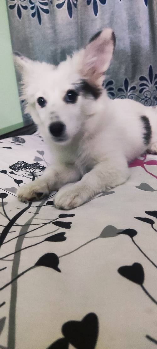 german spitz female 3 months age very good dog onek