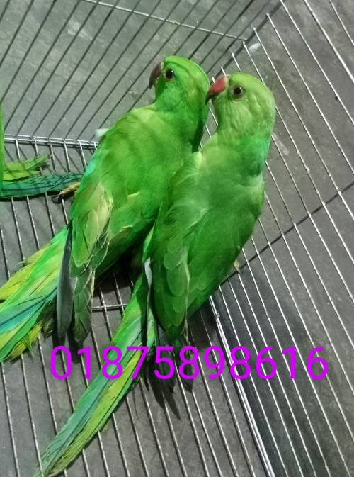 টিয়া পাখি