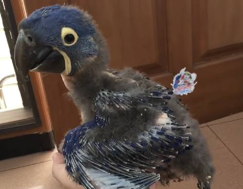 I have 2 Hyacinth macaw baby's they are a little
