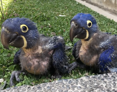I have 2 Hyacinth macaw baby's they are a little