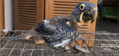 I have 2 Hyacinth macaw baby's they are a little
