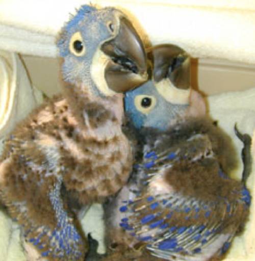I have 2 Hyacinth macaw baby's they are a little